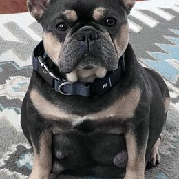 French Bulldogs from Royal Diamond Frenchies-Blue French Bulldogs