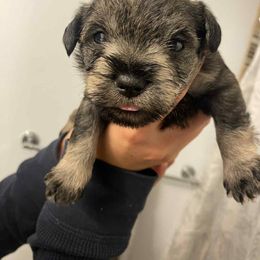 Male one salt pepper - Salt and pepper male Miniature Schnauzer puppy in Kansas City, Kansas from Liliana's Mini Schnauzers