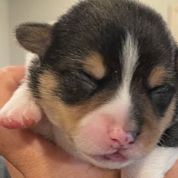 Boy 3 - Pembroke Welsh Corgi puppy in North Carolina from Rafter T Corgis
