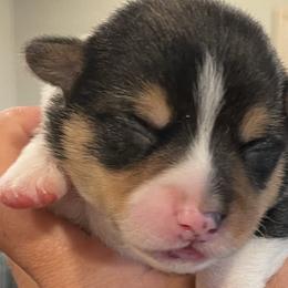 Boy 3 - Pembroke Welsh Corgi puppy in North Carolina from Rafter T Corgis