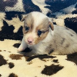 Cinch - Blue male Pembroke Welsh Corgi puppy in Hillsville, Virginia from Bonderosa Kennels