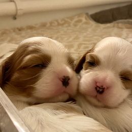 Cavalier King Charles Spaniel Puppies from Eureka Cavaliers