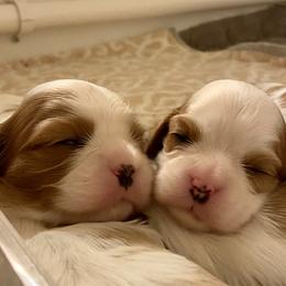 Cavalier King Charles Spaniel Puppies from Eureka Cavaliers