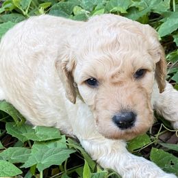 Goldendoodles from Doodle Dog Connection