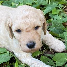 Goldendoodles from Doodle Dog Connection