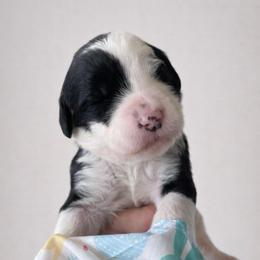 Shamrock - Black and white female Sheepadoodle puppy in Rocky Point, North Carolina from CelticDoods