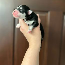 Pomsky Puppies from Sugar Maple Pomskies
