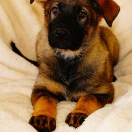German Shepherd Puppies from Tinsley German Shepherds