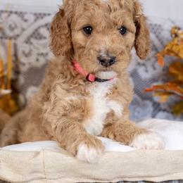 Peppermint - Red  female Goldendoodle puppy in Boise, Idaho from Goldendoodle Baby