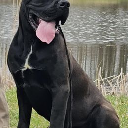 Shiloh - Black male Cane Corso puppy in Rock Creek, Ohio from Sacred Mission