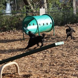 Poodle Puppies from Simply Standard Poodles