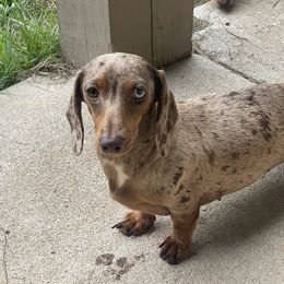Bella - Dachshund