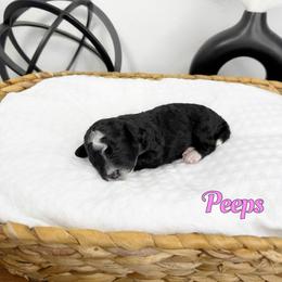 Peeps - Black and white female Bernedoodle puppy in Mount Vernon, Missouri from PoodlelyDoodlely
