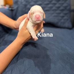 Kiana - Caramel ice female Australian Labradoodle puppy in Alamo, Texas from QuiSal Labradoodles