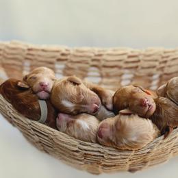 Goldendoodle Puppies from Dolly Doodle’s Doodles