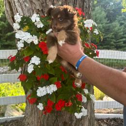 Chantel - Red tri female Toy Australian Shepherd puppy in Blossburg, Pennsylvania from River's Edge Toy Australian Shepherds