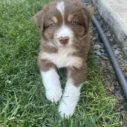 Australian Shepherd Puppies from Sadie Blue's Willamette Valley Aussies