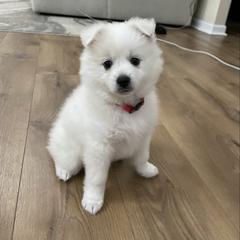 Coconut - White female American Eskimo Dog puppy in Clermont, Florida from Shadow Kennels