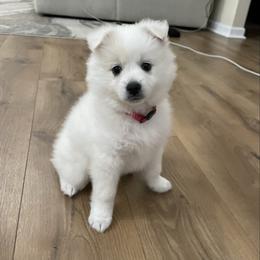 Coconut - White female American Eskimo Dog puppy in Clermont, Florida from Shadow Kennels