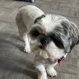 Gypsy - Shih Tzu