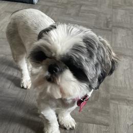 Gypsy - Shih Tzu