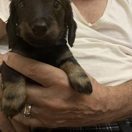 Dachshund and Italian Greyhound Puppies from Desert Rose