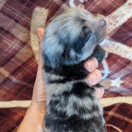Phoenix - Blue merle female Pomeranian puppy in California from TD Dream Poms