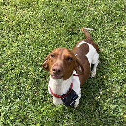 Goose - Dachshund