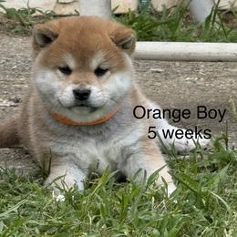 Boy 1 - Red male Shiba Inu puppy in Tuscaloosa, Alabama from Rita and Daniel Montgomery - Cedarwood Siberians and Shibas