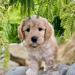 Australian Labradoodle Puppies from Starlight Ridge Australian Labradoodles
