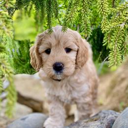 Australian Labradoodle Puppies from Starlight Ridge Australian Labradoodles