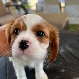 McMine - Blenheim male Cavalier King Charles Spaniel puppy in Caldwell, Idaho from Gem State Precious Cavaliers LLC
