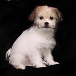 Fergus - Brown male Mi-Ki puppy in Elizabeth, Colorado from Royal T Mi-Kis
