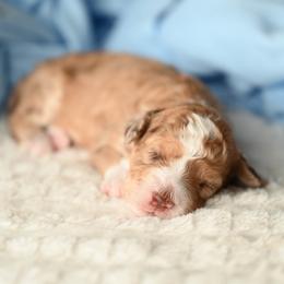 Piccolo Pete - Red merle male Aussiedoodle puppy in Lincoln, California from Frenchie LOVE and Doodles