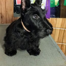 Scottish Terrier Puppies from Oban Scottish Terriers