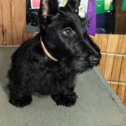 Scottish Terrier Puppies from Oban Scottish Terriers