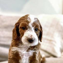 Goldendoodle Puppies from Ritzy Creek Doodles