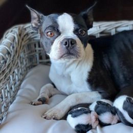 Boston Terriers from High Country Bostons