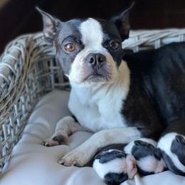 Boston Terriers from High Country Bostons