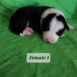 Border Collie Puppies from Blue Cypress Stock dogs