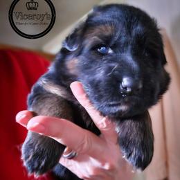 Girl 3 - female German Shepherd puppy in Roslyn, South Dakota from Viceroy's Kennel LLC