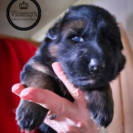 Girl 3 - female German Shepherd puppy in Roslyn, South Dakota from Viceroy's Kennel LLC