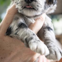 Valentino - Blue merle male Aussiedoodle puppy in Jackson, Tennessee from Dinah Doodles and Aussies