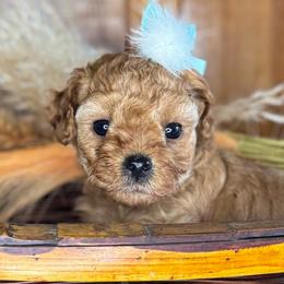 Maid Marian - Apricot female Cavapoo puppy in Waldron, Arkansas from Kay’s Cutie Poos