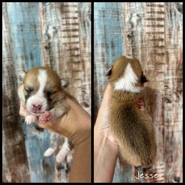 Jesse - Red male Pembroke Welsh Corgi puppy in Berea, Kentucky from SunShine Corgis