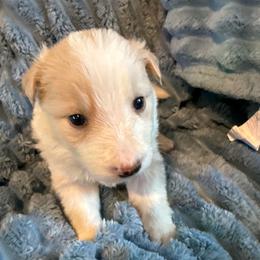 Nova - White and gold female Border Collie puppy in Mckinney, Texas from Border Collies of Ruidoso