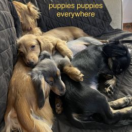 Dachshund Puppies from GretaLo Dachshunds