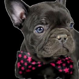 French Bulldog Puppies from Bully For You Kennels