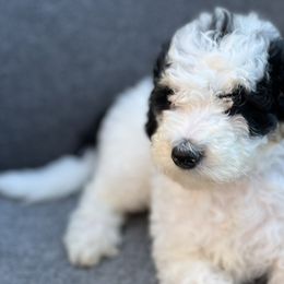 Girl 5 - Jyn Erso - NOW $1500! - Black and white Bernedoodle puppy in Lake Oswego, Oregon from Orchard Hill Bernedoodles