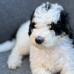 Girl 5 - Jyn Erso - NOW $1500! - Black and white Bernedoodle puppy in Lake Oswego, Oregon from Orchard Hill Bernedoodles